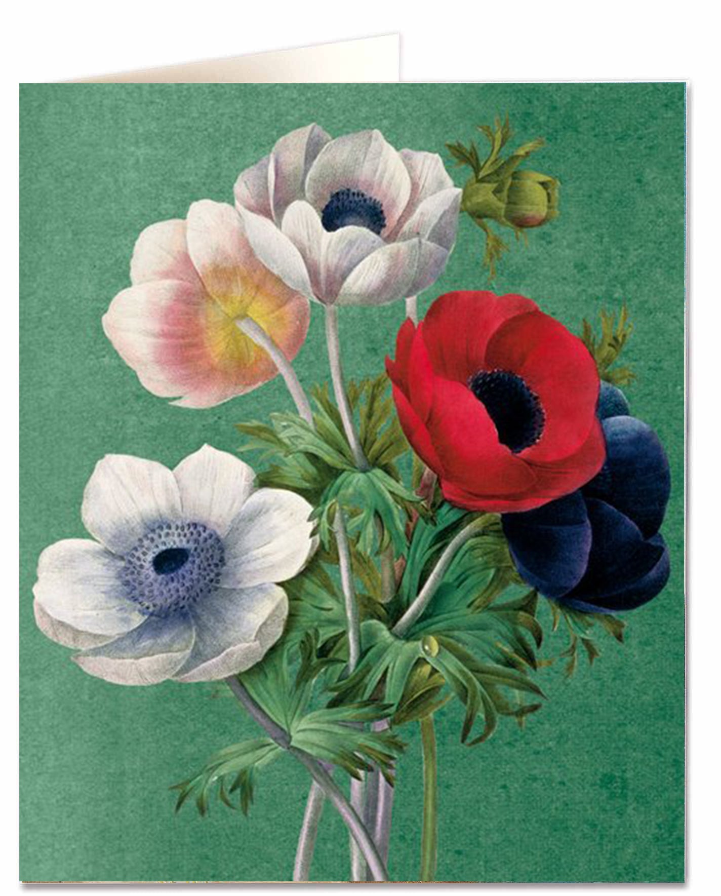 Biglietto d'auguri - Anenome