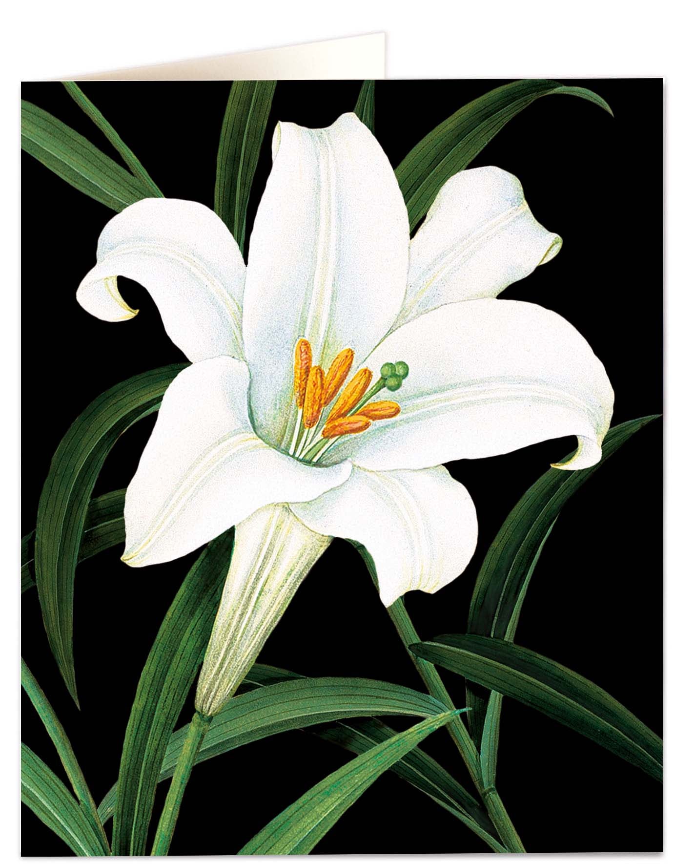 Biglietto d'auguri - Lily
