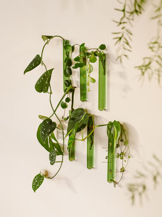 Ampollina in vetro Pack da 6 - Verde