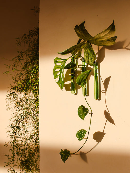 Ampollina in vetro Pack da 3 - Verde