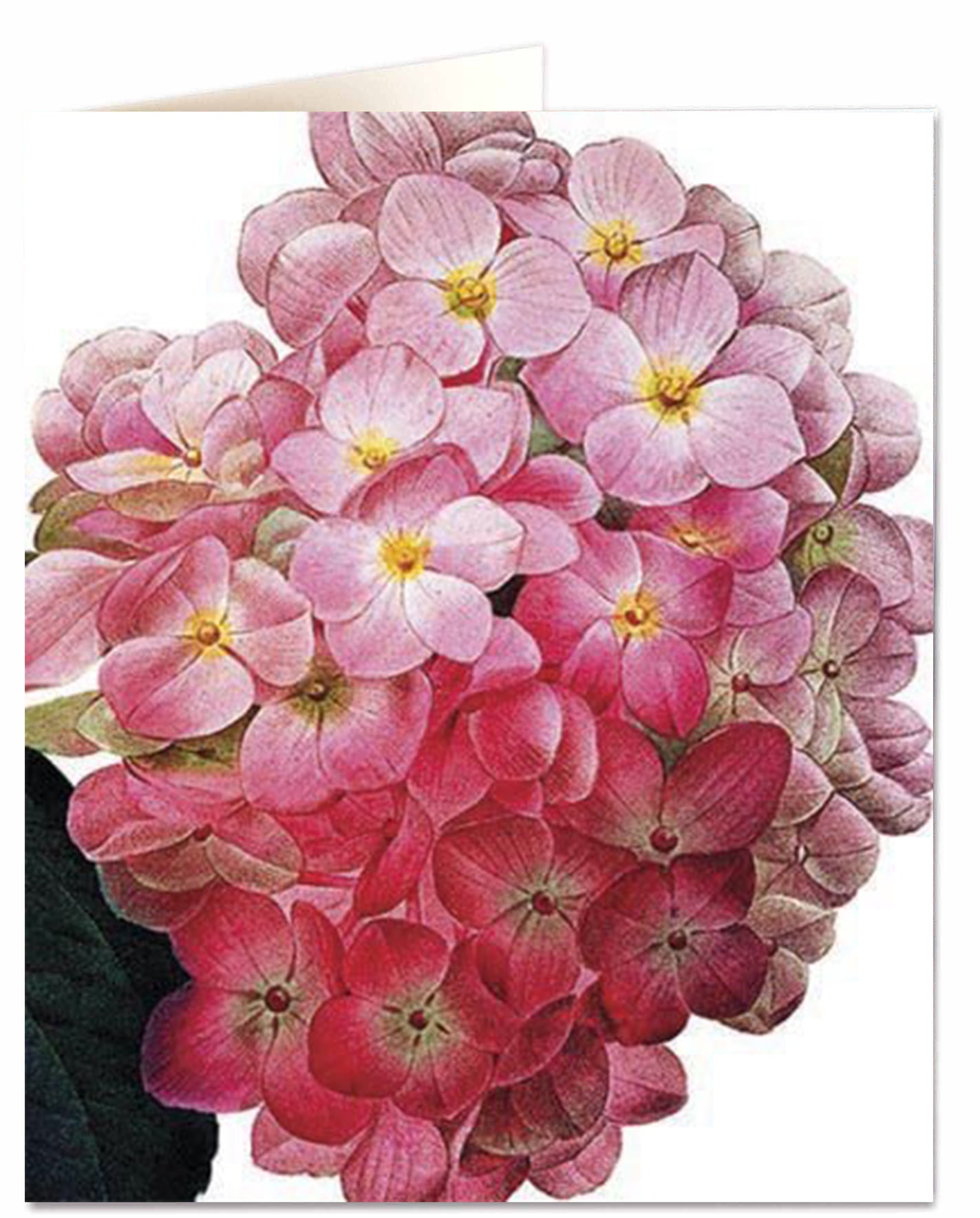 Biglietto d'auguri - Hydrangea