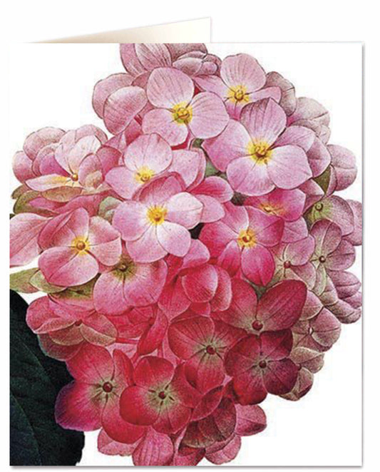 Biglietto d'auguri - Hydrangea
