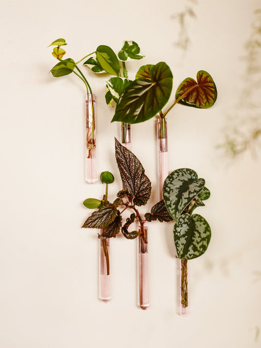 Ampollina in vetro Pack da 6 - Rosa